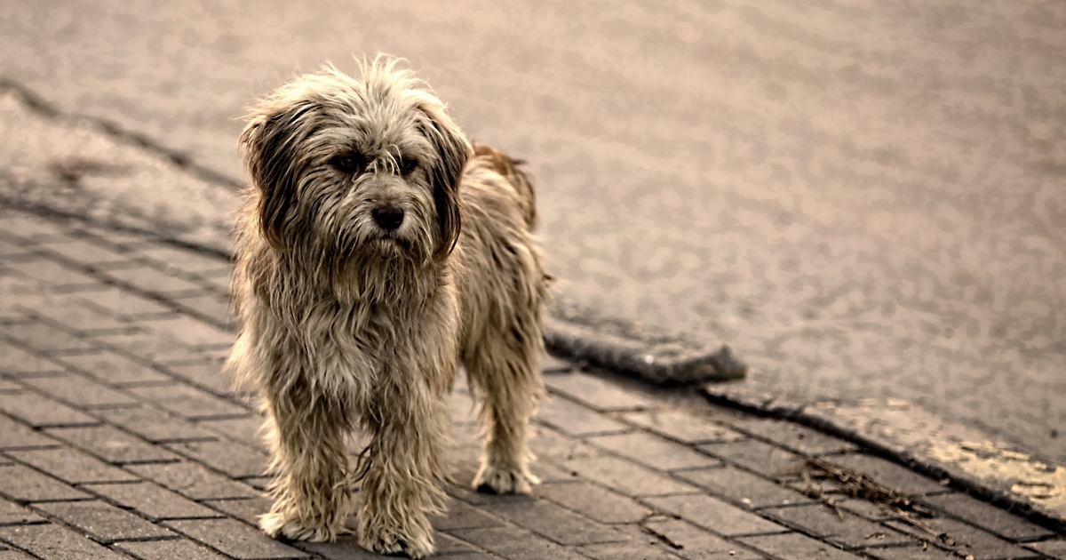 Medewerker Dierenambulance chauffeur