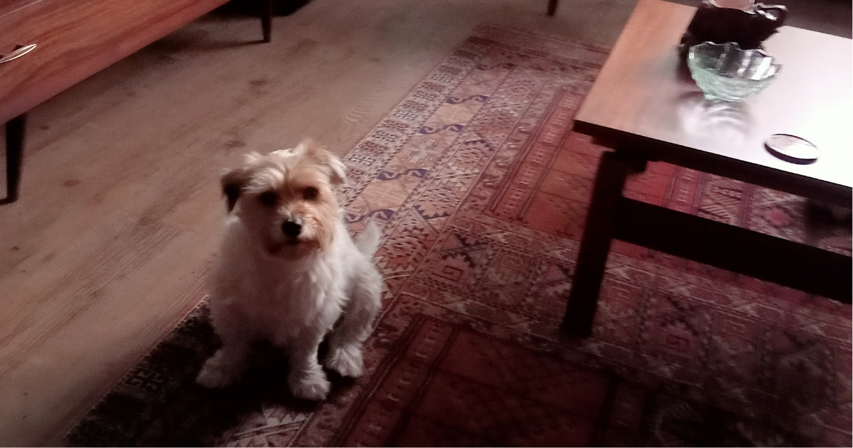 Wil jij wekelijks een hond uitlaten