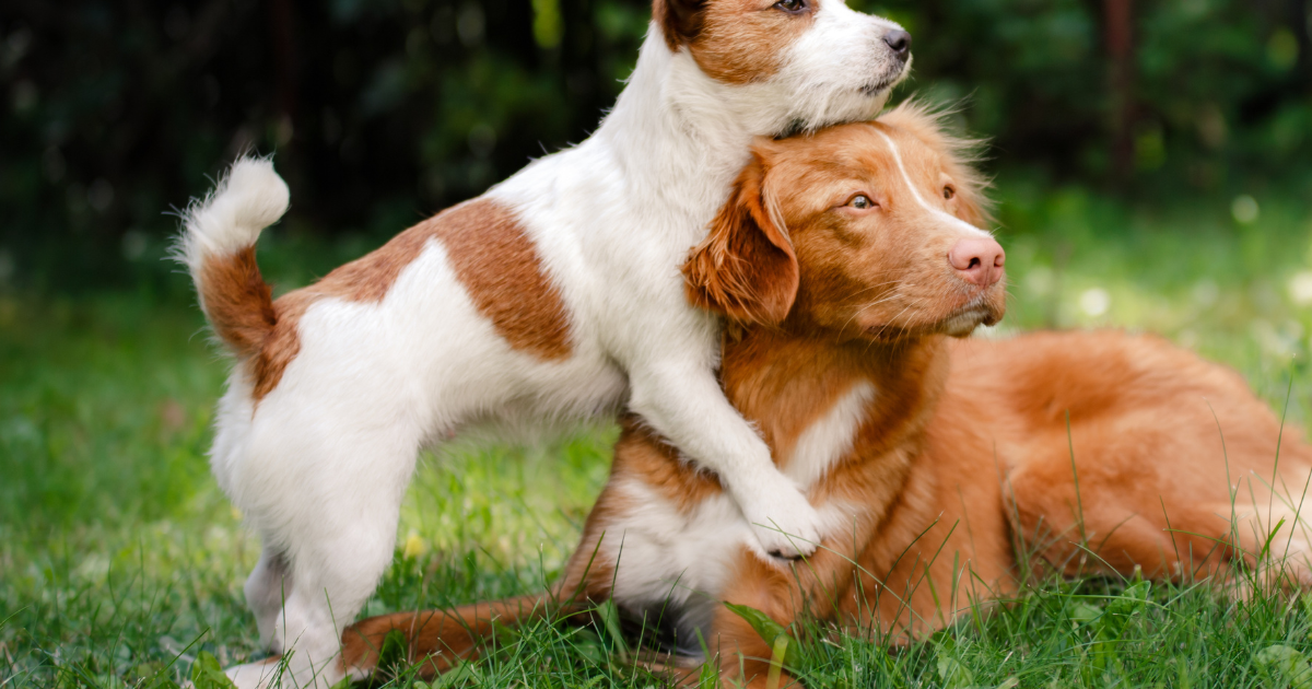 (tijdelijke) Hulp bij uitlaten hondjes Vaassen