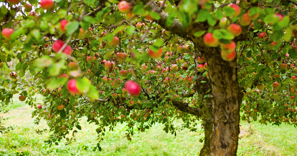 Genieten en helpen in sier-, moes- en fruit- en wilde tuin