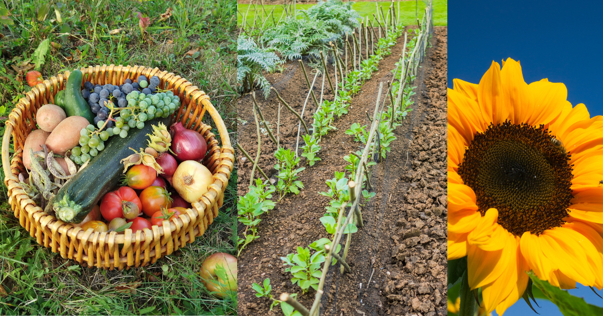 Veluwse Voedseltuin Epe | Samen telen & samen delen | Vrijwilligers gezocht