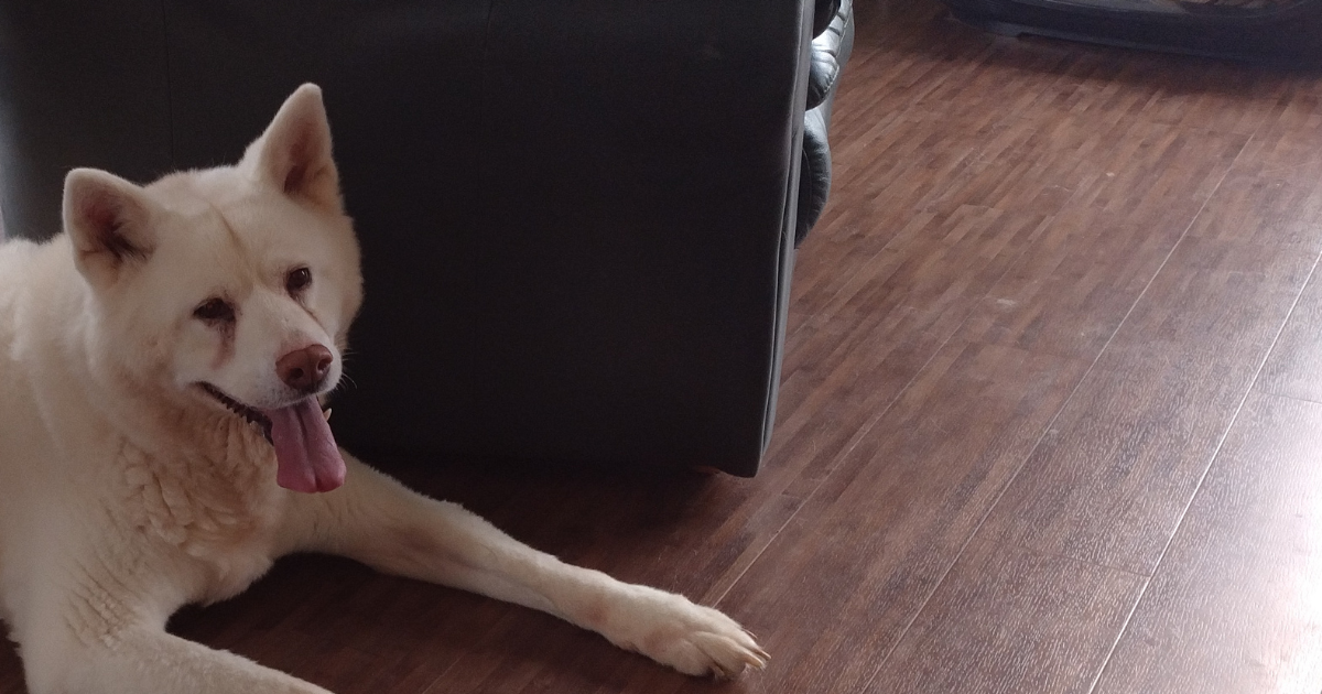 Wandelmaatje gezocht voor Dori (Akita-hond)