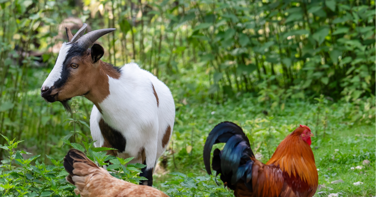 Hulp bij boerderijwoning met de dieren en groenonderhoud – Vemderweg