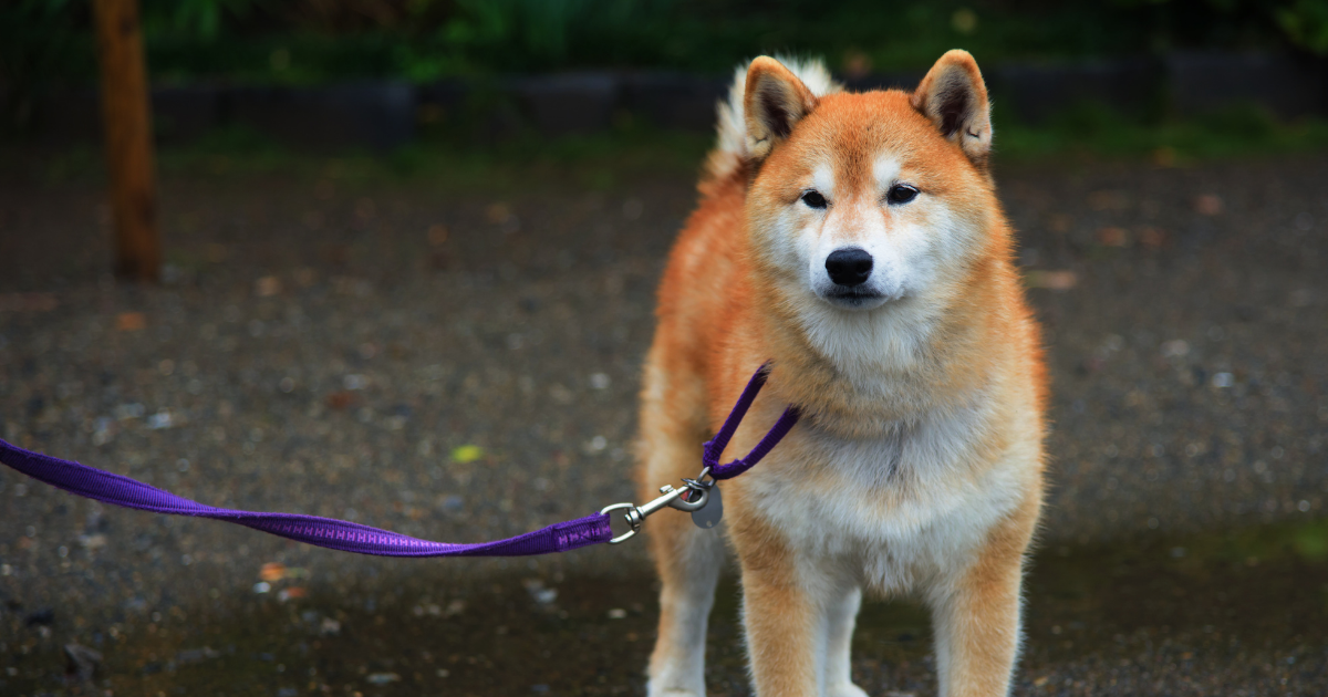 Wandelmaatje gezocht voor lieve Akita hond!