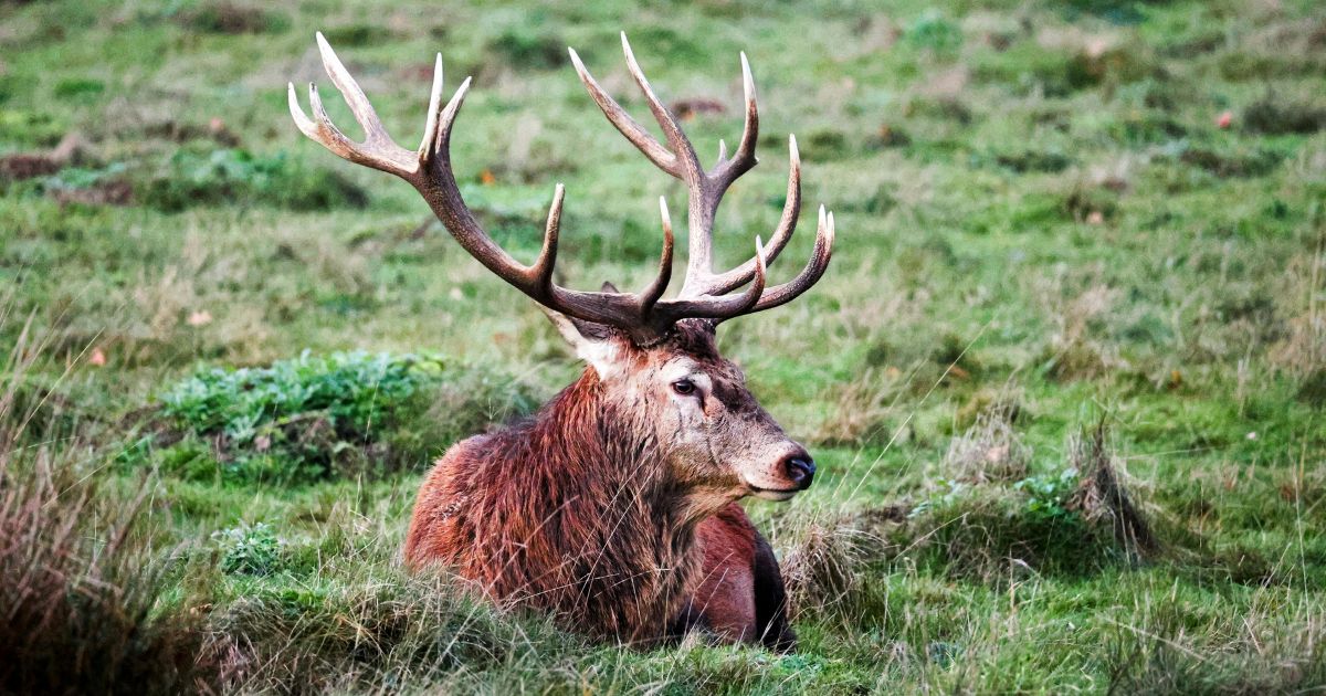 Help de edelhert op de Veluwe