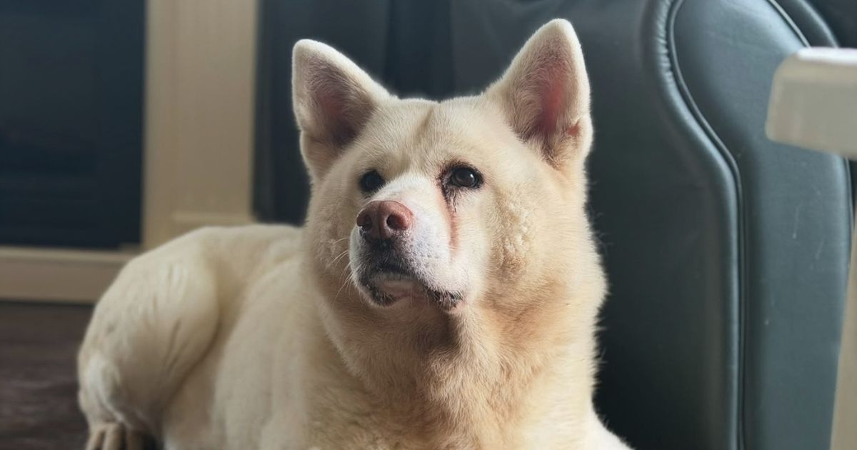 Tijdelijke opvang lieve Akita hond